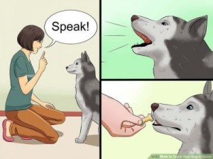 Create meme: Good boy, boys dog comic, wikihow dog memes