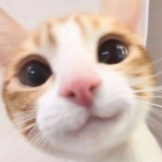 Create meme: cats selfie, cats , cute cats 