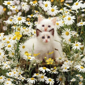 Создать мем: коты в цветах, котенок в ромашках, кошечка в цветах