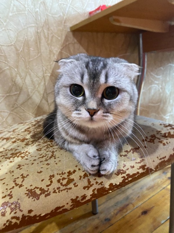 Create meme: lop - eared cat, Scottish fold cat, lop-eared 