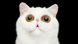 Create meme: seals, Shorthair, exotic Shorthair