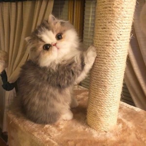 Create meme: Persian cat