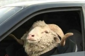 Create meme: a sheep at the wheel, Elshan Mammadov