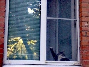 Создать мем: кот в окне прикол, счастье упрямо лезло в дом, прилип к окну