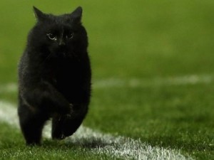 Создать мем: black cat, кот, черный кот на футбольном поле