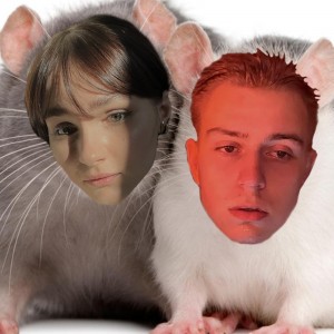 Создать мем: домашние крысы, крыска, умная крыса