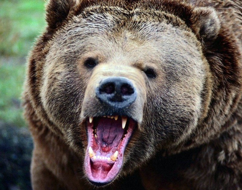 Создать мем: гризли биография медведь, медведь оскал, медведь гризли