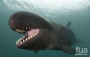 Create meme: black orca, false killer whale photo, kit