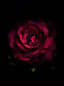 Создать мем: цветы красные розы, бордовые розы на бордовом фоне, роза на черном фоне