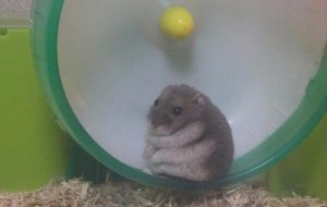 Create meme: and the odd depressed, hamster, hamster