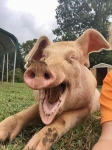 Create meme: peppa pig, animals cute, pig smiling photo