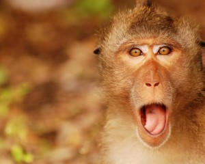 Create meme: animals, surprise, monkey