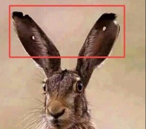 Создать мем: ушастый заяц, косой заяц, ушастый кролик