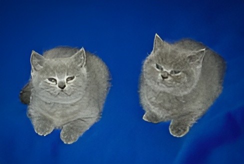Создать мем: британские котята, британская кошка, шотландская кошка