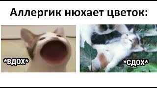 Создать мем: коты, котики, адыхай мем кот