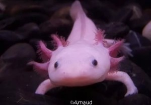 Create meme: axolotls, water Salamander, ocean fish