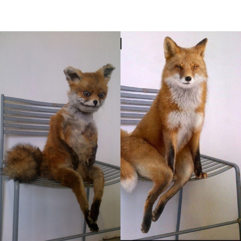 Create meme: the stoned fox 2008, Fox , fox on a chair meme
