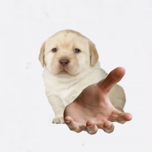 Create meme: Retriever puppy, Labrador Retriever