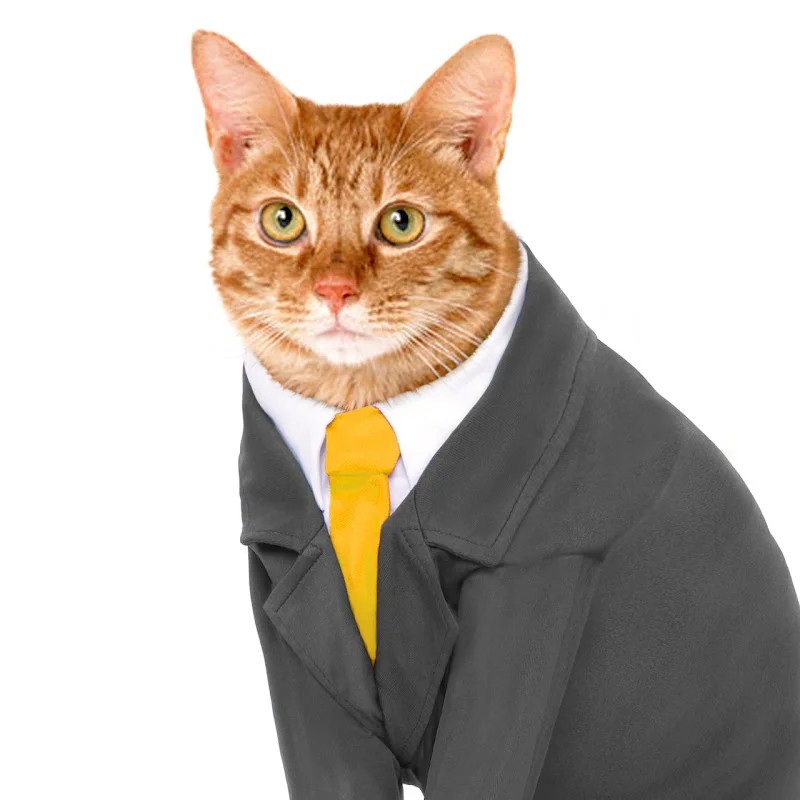 Create meme: the cat in the jacket, cat , a cat in a suit
