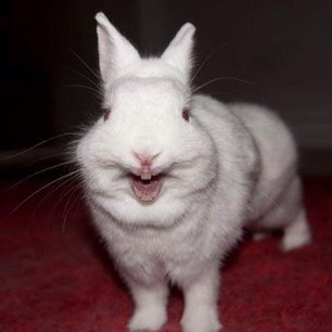 Create meme: rabbit smiles, rabbit , the white giant rabbit