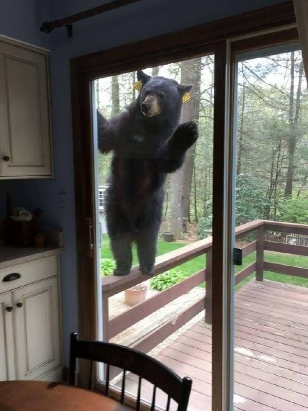 Create meme: Bear on the window, funny bear, The bear is breaking down