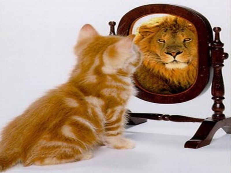 Создать мем: котёнок в отражении зеркала лев, животное с завышенной самооценкой, кот в отражении лев