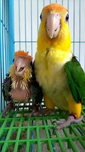 Create meme: parrot memes, animals parrot, memes with parrots