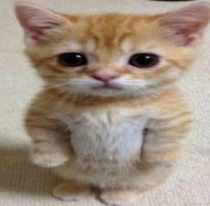 Create meme: cute cats, compassionate cat, plaintive cat