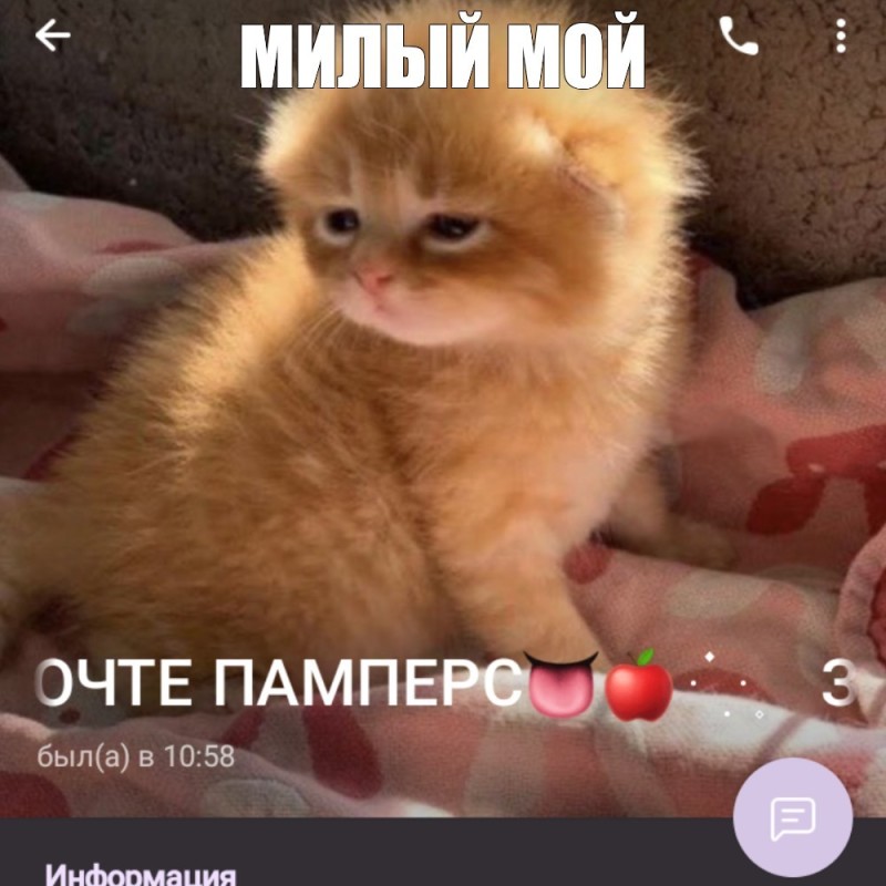 Create meme: animals , cute cats , The kitten is small