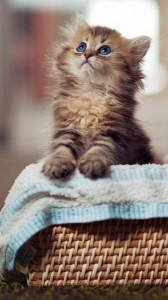 Create meme: the cutest kittens in the world, cats are cute, cute kittens