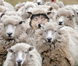 Create meme: sheep, sheep, sheep herd