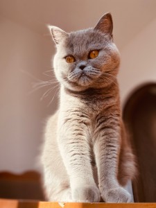 Создать мем: большой британский кот, британский кот, британский короткошерстный кот