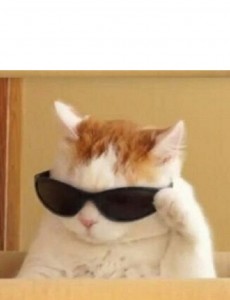 Create meme: cat with sunglasses meme, memes with cats, cat mem