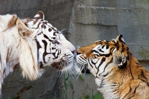 Создать мем: влюбленные тигры, тигр с тигрицей, белый и рыжий тигр любовь