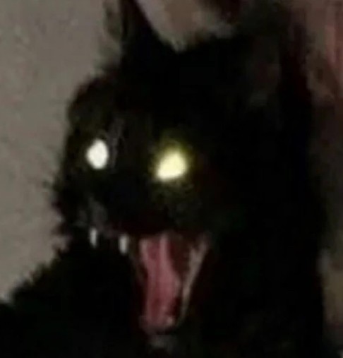 Create meme: cat , black cat, the cat is scary