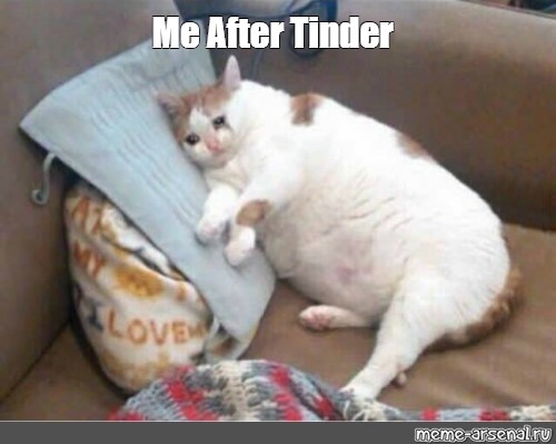 If Cats Had Tinder The Overtly Sexual Dude Guff