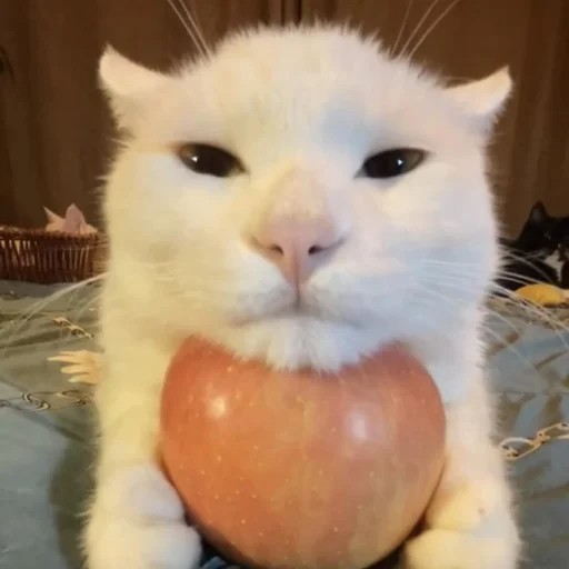 Создать мем: кот апельсин, кот мем, широнеко кот