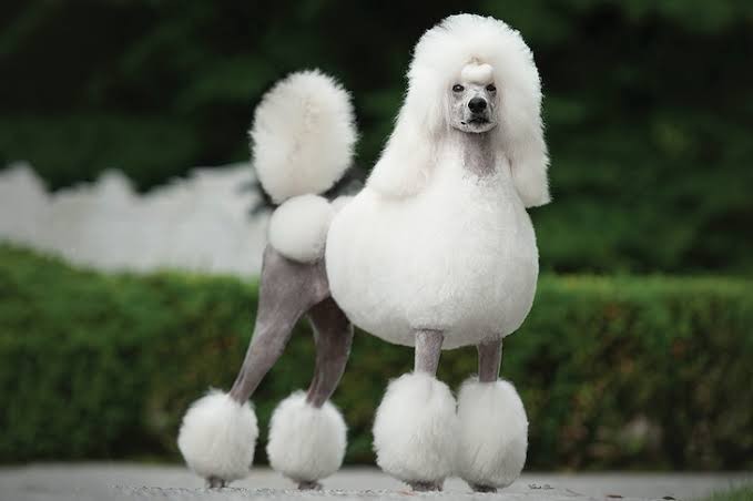 Create meme: poodle , white poodle, white royal poodle