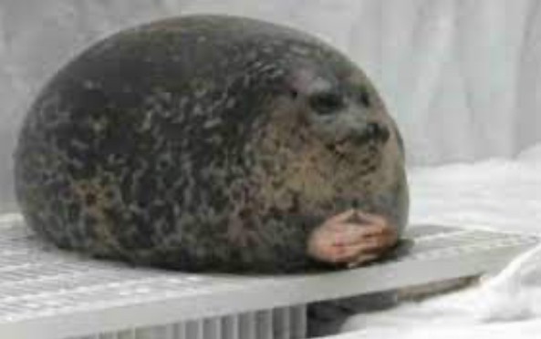 Создать мем: жирный тюлень, тюлень нерпа, тюленю