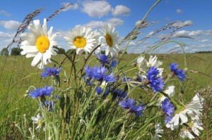 Create meme: flowers pictures daisies and cornflowers, pictures of wildflowers, pictures of chamomile flowers and cornflowers