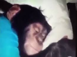 Create meme: Yerzhan get up for work it's time, Yerzhan get up for work, yerzhan the monkey