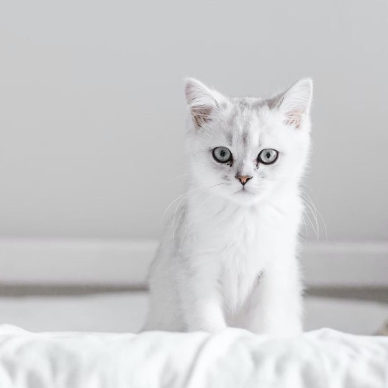 Create meme: The British chinchilla is white, silver chinchilla cat, British chinchilla silver