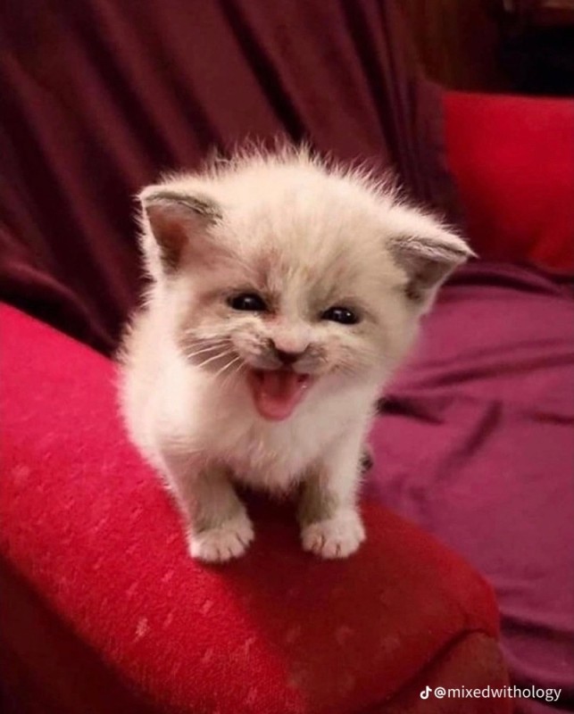 Создать мем: котята маленькие милые, недовольный котенок, улыбающийся котенок