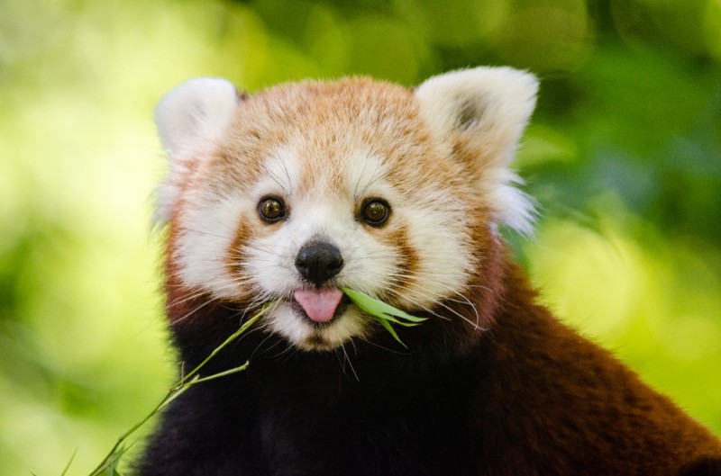 Create meme: red Panda , the red panda is cute, animal red panda