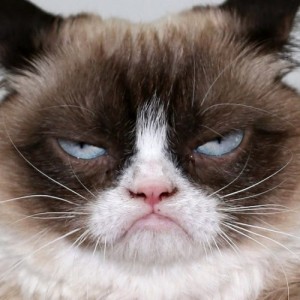 Создать мем: хмурый кот фото, grumpy cat avatar, grumpy cat не забывайте страдать