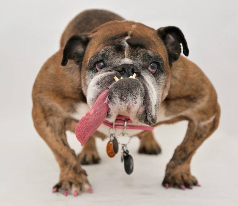 Create meme: English bulldog , bald bulldog breed, english bulldog slobbery