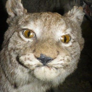 Create meme: lynx muzzle, lynx, skeptical lynx