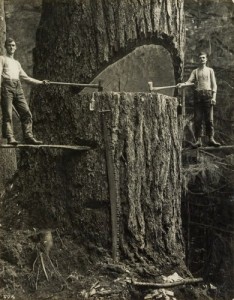 Создать мем: big tree, lumberjack, редкие исторические фотографии