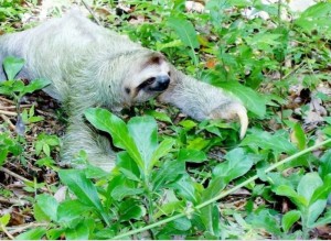 Создать мем: sloth claws, фотки ленивца, трёхпалые ленивцы