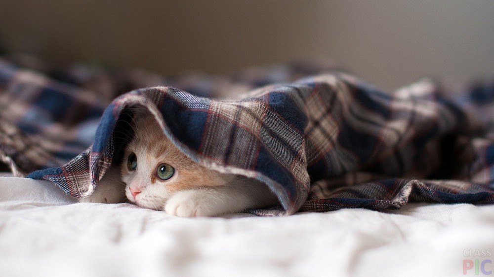 Create meme: kitten under a blanket, the cat looks out from under the blanket, a kitten in a blanket
